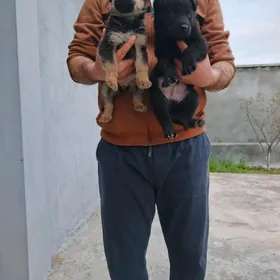 Awçarka güjükleri BEO.