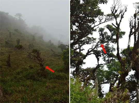 Panamada iň ownuk ýaprakly agaç tapyldy: görnüş derrew ýitmek howpy astynda diýlip yglan edildi