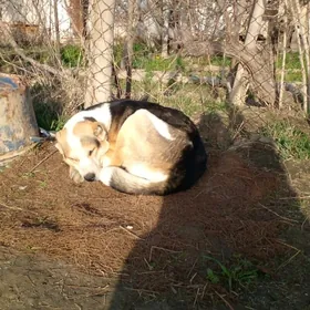 Hakyky turkmen alabay iti