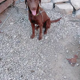 AW IT PARODA KURSAH OBMEN