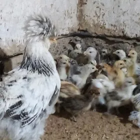 TROYKA --BRAMA TOWUK JÙÝJE