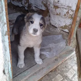 Turkmen alabay iti 2 aylyk