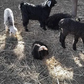 ekiz owlakly guzy guzyly goyun