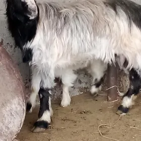 Гечи овлокли