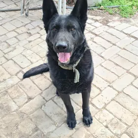 Бельгийская овчарка OWÇARKA