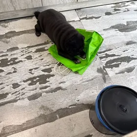 украли собаку