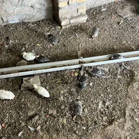 induk jüyje 2 aýlyk