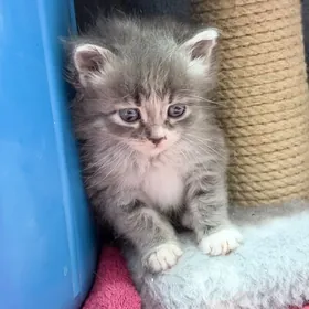 персик-метис