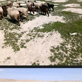 Guzly Goiyn we owlakly Geçi