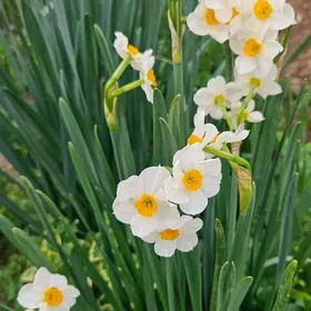 Нарцисы и тацеты