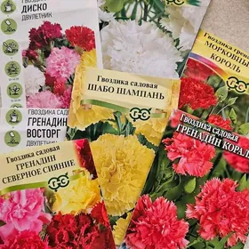 Гвоздика садовая/ Gvozdika