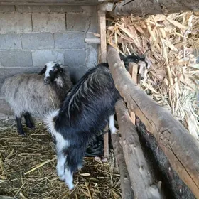 bakyly goyun we bakyly gechi