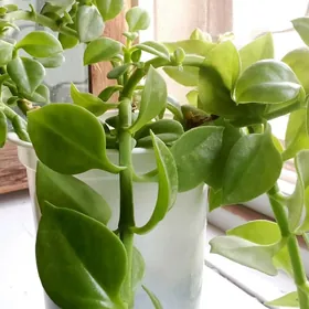 gül/растения