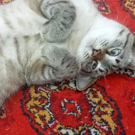 Кот сиямский в хорошие руки