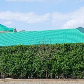 Änew magtymguly 16-sotyk jaýy