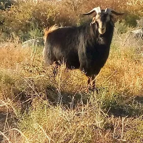 ìş gerek çopnçylyk..