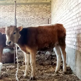 Öküzler Gibrit Şiwet 2 Sany