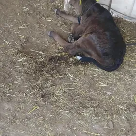 голели сыгыр