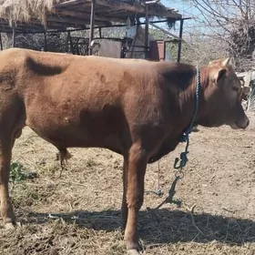 окуз баклык