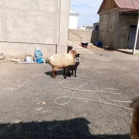 Ekiz goyun Ekiz geçile