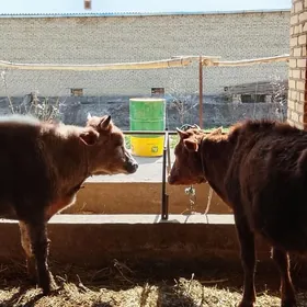 bogaz gunajyn ve okuz