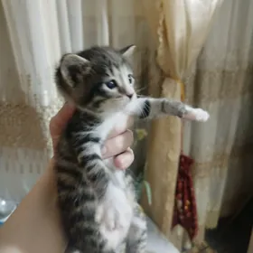 домашнее животное