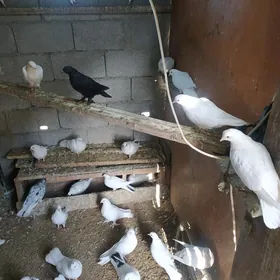 Голуби лётные