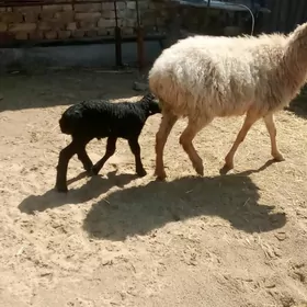 гузулы гойун