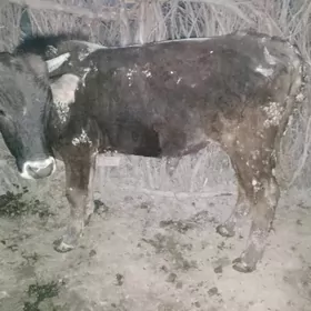 ókúz 1ýaş 8 aýlyk