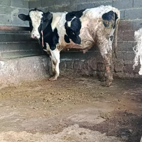 argnal ala okuz 2 sani