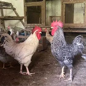 Джерси Гигант 