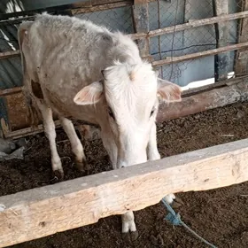 satlyk 2 öküz 1 saglyk sygyr