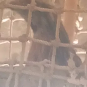 бедена.сайриди