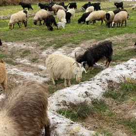 Owlakly we bogaz geci