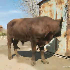 окюз сементал