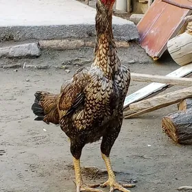 ОЗБЕК ТОВУК