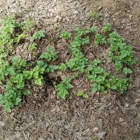 Малина Рассада Malina Şitil