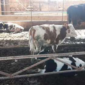 голштеин.симментал