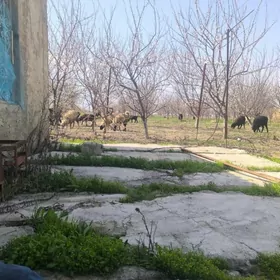 guzli goyun owlakli geci tokli