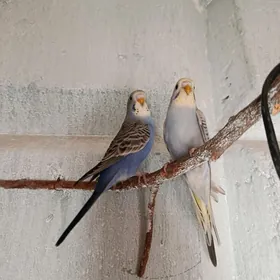 popugay, попугай