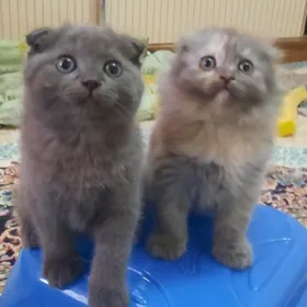 pisik pişikler котята