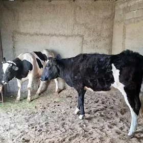 GOLİŞDEŸİN BOGAZ TÙWELER