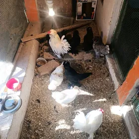 karlik tryka yumurtka bar