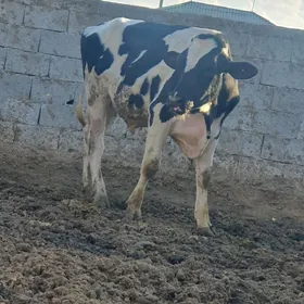 Galisdeyin okuz we tuwe bogaz