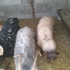 işşek çewiş erkeç