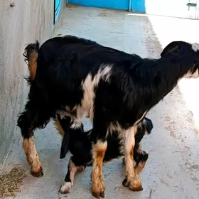 Pakistan owlakly geci