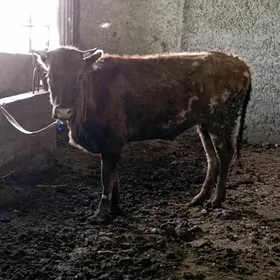 1 guzlan gysyr Sygyr