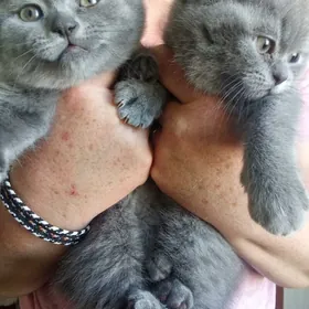 Породистые котята