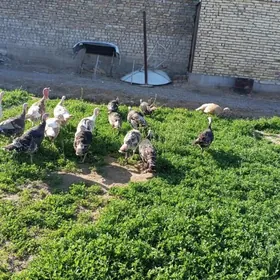 матка индуклар