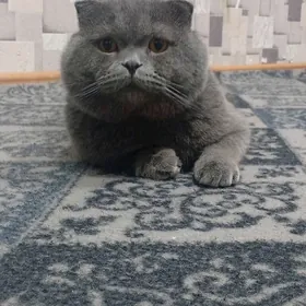 Шотландский вислоухая